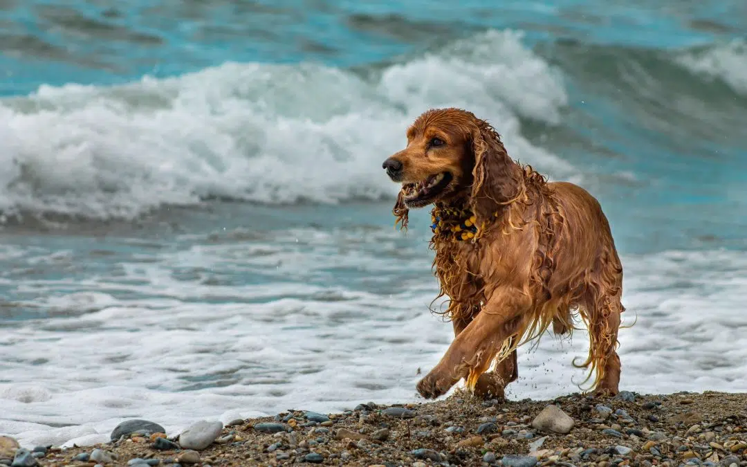 How to Keep Pets Safe When the Temperatures Climb