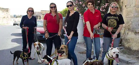 MAPFRE Middlesea and MSV Life employees spend time with dogs at MSPCA